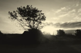 træ